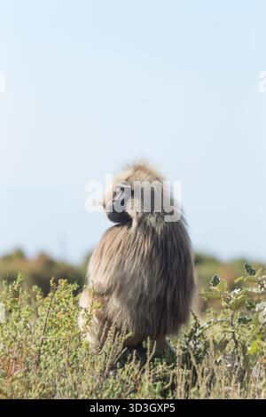 Gelada Affe oder Gelada Pavian oder Theropithecus Gelada im Siem Stockfoto