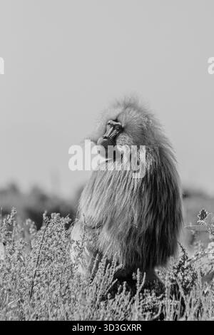 Gelada Affe oder Gelada Pavian oder Theropithecus Gelada im Siem Stockfoto