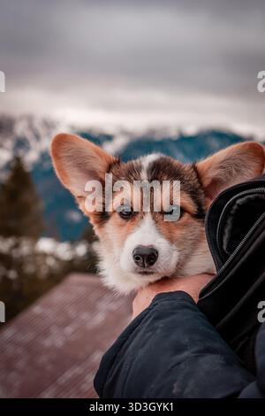 Ein Winterspaziergang mit einem Corgi-Hund. Berglandschaft und Landhäuser im Hintergrund. Stockfoto