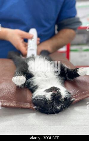 Tierarzt operiert an einer Katze. Chirurgen bei der Operation an der Katze auf dem Operationstisch. Katze unter Operation Stockfoto