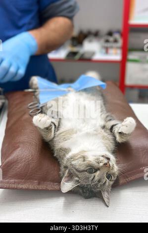 Tierarzt operiert an einer Katze. Chirurgen bei der Operation an der Katze auf dem Operationstisch. Katze unter Operation Stockfoto