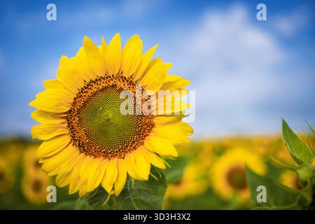 Sunflower Field Virginia Country // VIRGINIA — Eine leuchtend gelbe Sonnenblume (Helianthus annuus) ist in einem Feld in Virginia Country bekannt. Sein großer Kopf, der sich durch eine zentrale Scheibe aus Röschen und hellgelben Strahlenblättern auszeichnet, ist deutlich sichtbar. Der Hintergrund zeigt eine riesige, verschwommene Weite zusätzlicher Sonnenblumen unter einem klaren blauen Himmel. Sonnenblumenfelder sind ein häufiger Anblick im ländlichen Virginia, insbesondere im Spätsommer und frühen Herbstmonat. Diese Pflanzen werden wegen ihrer Samen und ihres Öls angebaut und ziehen oft Besucher wegen ihrer ästhetischen Schönheit an. Stockfoto