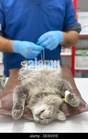 Tierarzt operiert an einer Katze. Chirurgen bei der Operation an der Katze auf dem Operationstisch. Katze unter Operation Stockfoto