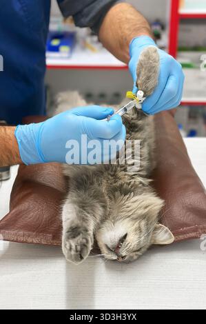 Tierarzt operiert an einer Katze. Chirurgen bei der Operation an der Katze auf dem Operationstisch. Katze unter Operation Stockfoto