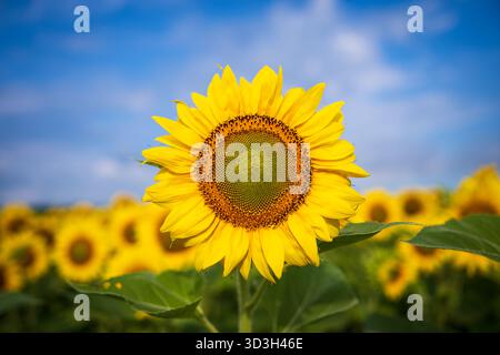 Sunflower Field Virginia Country // Eine hellgelbe Sonnenblume aus nächster Nähe hebt sich von einem Sonnenblumenfeld in der Landschaft von Virginia ab. Sonnenblumen (Helianthus annuus) sind in Nordamerika beheimatet und werden wegen ihrer essbaren Samen und ihres Öls häufig angebaut. Viele Farmen in ganz Virginia bewirtschaften diese Felder, die während der Blütezeit, in der Regel im Spätsommer, von Juli bis September, beliebte Attraktionen sind. Diese lebendigen Jahrespflanzen tragen zur landwirtschaftlichen Landschaft des Bundesstaates bei und bieten Lebensraum für Bestäuber. Stockfoto