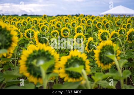 Sonnenblumen in Virginia Country // VIRGINIA, Vereinigte Staaten – Ein riesiges Feld von Sonnenblumen (Helianthus annuus) ist in Virginia Country zu sehen, wobei viele der reiferen Blumenköpfe in der Regel der Sonne folgen. Sonnenblumen sind eine wichtige landwirtschaftliche Nutzpflanze, die wegen ihres Öls und ihres essbaren Saatguts angebaut wird und in ländlichen Gebieten des Bundesstaates häufig anzutreffen ist. Virginias vielfältige landwirtschaftliche Landschaft unterstützt verschiedene Kulturen und trägt damit erheblich zur Wirtschaft bei. Diese großen, hellgelben Blüten sind eine beliebte saisonale Attraktion, besonders während ihrer Blütezeit in der späten Summe Stockfoto
