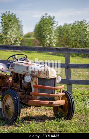 Oldtimer Ford Farm Traktor Burnside Farms Nokesville Virginia // NOKESVILLE, Virginia — Ein rostiger, cremefarbener Oldtimer Ford Farmers parkt auf Burnside Farms. Der Traktor mit orangefarbenem Kühlergrill und Netzfront ist ein klassisches Beispiel für landwirtschaftliche Maschinen, die Mitte des 20. Jahrhunderts weit verbreitet sind. Burnside Farms ist ein familiengeführtes Agritourismus-Reiseziel in Nokesville, das für seine saisonalen Blumenfelder und Bauernhöfe bekannt ist. Stockfoto
