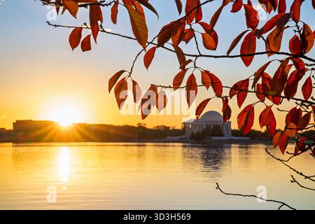 Cherry Tree Leaves Tidal Basin Sunrise Washington DC // WASHINGTON DC – die Cherry Tree Leaves zeigen leuchtende Herbstfarben entlang des Tidal Basin, die kurz nach Sonnenaufgang von goldenem Sonnenlicht beleuchtet werden. Das berühmte Thomas Jefferson Memorial ist im Hintergrund über dem Wasser zu sehen. Das Tidal Basin, ein künstliches Reservoir, ist ein bekanntes Merkmal der National Mall und weltweit bekannt für seine dekorativen Kirschbäume. Diese Bäume sind zwar berühmt für ihre Frühlingsblüten, bieten aber auch eine besondere jahreszeitliche Darstellung des Herbstblatts. Stockfoto