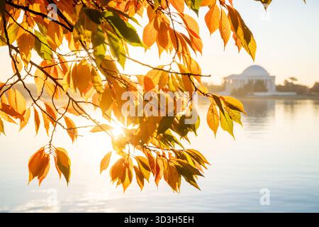 Jefferson Memorial Autumn Leaves Tidal Basin Washington DC // WASHINGTON DC – Herbstblätter von Kirschbäumen am Tidal Basin bilden das Jefferson Memorial, ein neoklassizistisches Denkmal zu Ehren von Thomas Jefferson, dem dritten US-Präsidenten. Das Denkmal wurde von John Russell Pope entworfen und 1943 fertiggestellt. Es liegt am Tidal Basin, einem künstlichen Einlass des Potomac River. Das Tidal Basin ist bekannt für seine berühmten Kirschbäume, die nach ihren berühmten Frühlingsblüten leuchtende Herbstfarben zeigen. Goldenes Sonnenlicht beleuchtet die Szene kurz nach Sonnenaufgang. Stockfoto
