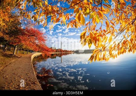Washington DC // WASHINGTON DC – die Herbstfarben der Kirschbäume säumen das Tidal Basin, wobei sich das Washington Monument im Wasser spiegelt. Der berühmte Obelisk, ein Denkmal für George Washington, dominiert die Skyline. Das Tidal Basin, ein künstliches Reservoir neben der National Mall, ist bekannt für seine umliegenden Kirschblüten. Diese Aussicht wird im goldenen Sonnenlicht erfasst, das normalerweise Minuten nach Sonnenaufgang zu sehen ist und das lebhafte Herbstlaub hervorhebt. Stockfoto