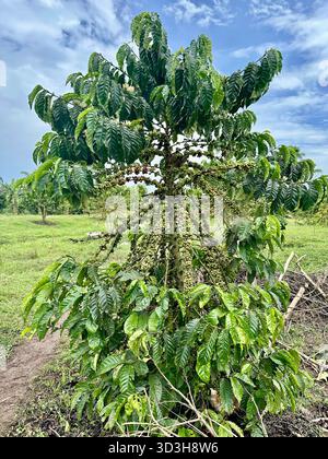 Ein Robusta-Kaffeebausch mit Zweigen voller grüner Kaffeebeeren auf einer Kaffeefarm in Uganda Stockfoto