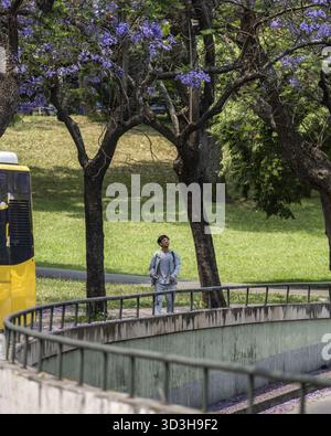 Blick auf eine Person, die auf einem Betonweg in der Nähe eines grasbewachsenen Feldes geht, eingerahmt von Jacaranda-Bäumen mit leuchtenden violetten Blüten, Lissabon, Portugal. Stockfoto