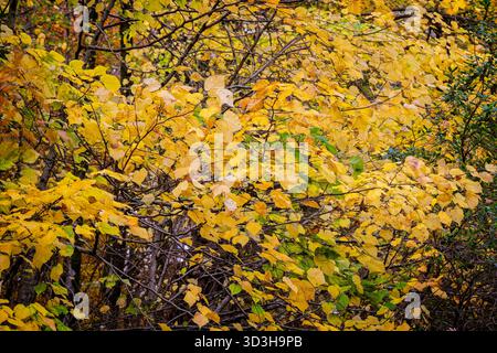 Nahaufnahme leuchtender gelber, goldener und grüner Blätter in vollen Herbstfarben in Wiltshire, Großbritannien Stockfoto