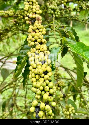 Grüne Kaffeebeeren auf einem Zweig einer Robusta-Kaffeepflanze auf einer Kaffeezucht in Uganda. Stockfoto