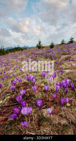 Bunte blühende violette Crocus heuffelianus (Crocus vernus) Alpenblumen im Frühling Karpaten-Bergplateau Tal, Ukraine, Europa. Schöne konzeptionelle Frühlings- oder Frühsommerlandschaft. Stockfoto