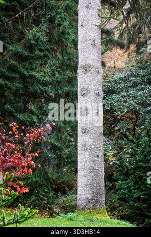 Nahaufnahme eines Baumstamms des Affenpuzzles mit markanter strukturierter Rinde in Wiltshire, Großbritannien Stockfoto