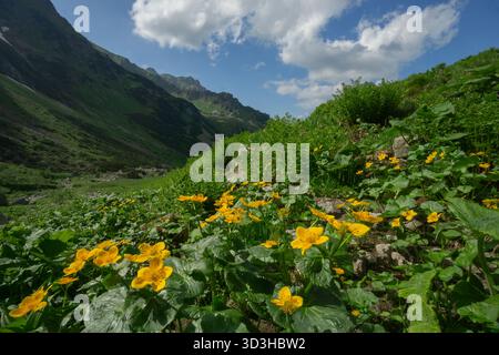 Blick auf leuchtend gelbe Blumen im Vordergrund, eingebettet in üppig grüne Hügel, treffen auf eine dramatische Bergkulisse, Tatranska Javorina, Stockfoto