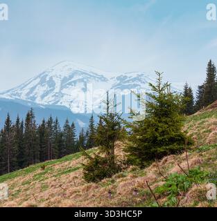 Der frühe Frühling Karpaten plateau Landschaft mit Fichtenwald und Crocus Blumen am Hang, Ukraine, Europa. Stockfoto