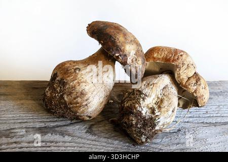 Bio-Stachelpilze isoliert auf einem Holztisch. Frischer Herbstpilz. Speisepilze. Stockfoto