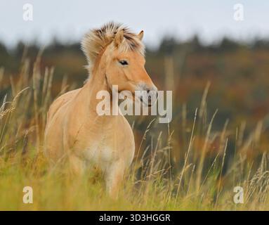 Norwegisches Fjordpferd (Equus ferus caballus) Erwachsenennahmehilfe auf Wiese mit bunten Herbstblättern im Hintergrund, Hessen, Deutschland Stockfoto