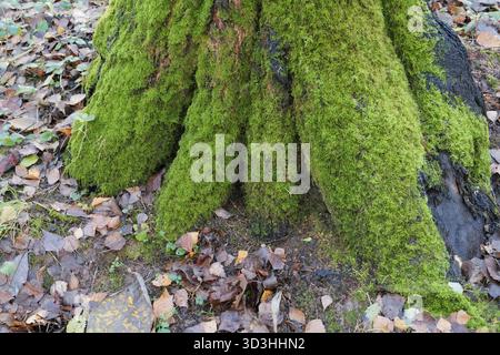 Baumstamm bedeckt mit hellgrünem Moos im Herbstwald. Nahansicht. Stockfoto
