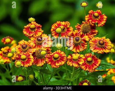 Rote, gelbe und orangene Blüten des lang blühenden, harten, ausdauernden Niesweeds, Helenium „Dose“ Stockfoto