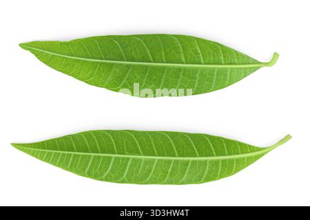 Grünes Mangoblatt isoliert auf weißem Hintergrund. Draufsicht. Flache Lagen Stockfoto