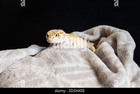 Kleine gepunktete Reptilien liegen auf weichem Tuch. Porträt von eublefar. Wunderschöne Eidechse und in der Nähe ein Ort für Text Stockfoto