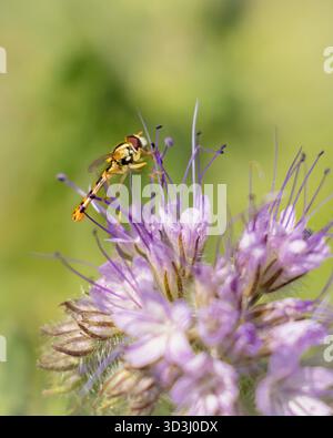Hoverfly, Bedfordshire, Großbritannien Stockfoto