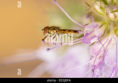 Hoverfly, Bedfordshire, Großbritannien Stockfoto