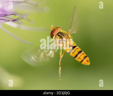 Hoverfly, Bedfordshire, Großbritannien Stockfoto