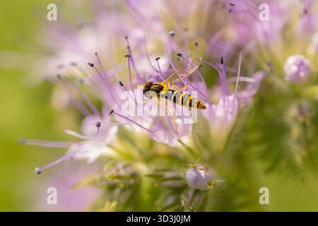 Hoverfly, Bedfordshire, Großbritannien Stockfoto