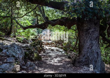 Ein Pfad, der zum Strand Cala Goloritze in Sardinien, Italien, führt, mit einem wunderschönen großen Baum. Stockfoto