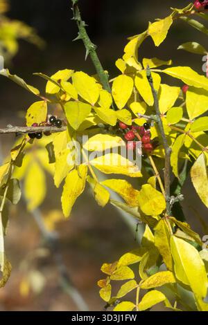 Japan Pfeffer gelbe Blätter im Herbst Zanthoxylum piperitum Stockfoto
