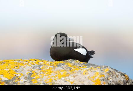Die schwarze Guillemot (Cepphus grylle) thront auf einem Felsen, der mit leuchtenden gelben Flechten bedeckt ist, auf den Shetland-Inseln in Schottland. Stockfoto