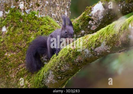 Eurasisches Rotes Eichhörnchen (Sciurus vulgaris), das auf einem Ast im Walnussbaum mit einer Walnussschale im Mund klettert, Bayern, Deutschland Stockfoto