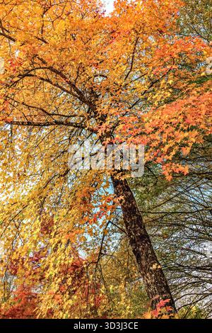 Acer / Ahornbaum mit Herbstfarben - Ribaloche, Bossay-sur-Claise, Indre-et-Loire (37), Frankreich. Stockfoto