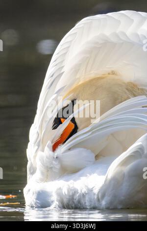 Donaueschingen, Deutschland. November 2025. Ein Schwan lebt in einem See im Schlosspark Donaueschingen. Quelle: Silas Stein/dpa/Alamy Live News Stockfoto