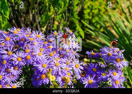 Pfau- und Rote Admiral-Schmetterlinge auf Wildblumen. Stockfoto