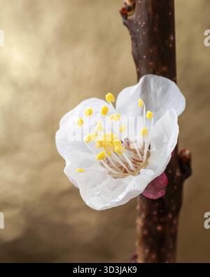 Nahaufnahme einer blühenden Pflaumenblüte auf einem Zweig, vor einem verschwommenen goldenen Hintergrund, um die zarten Details der Blume zu unterstreichen Stockfoto