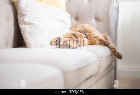 Flauschiger Hund, der auf einem beigefarbenen Stoffsofa in einem hellen, gemütlichen Zuhause schläft. Ruhiges und friedliches Lifestyle-Bild mit Komfort, Tierpflege und relaxa Stockfoto
