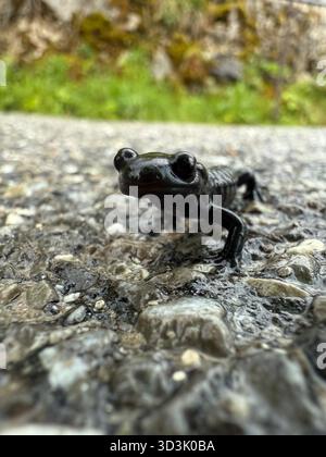 Alpensalamander Stockfoto