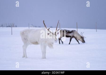 Albino Rentiere mit massiven Geweih auf der Suche nach Essen im Schnee, Tromso region, Nördliches Norwegen Stockfoto