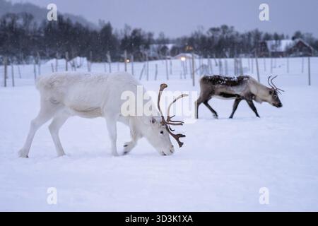 Albino Rentiere mit massiven Geweih auf der Suche nach Essen im Schnee, Tromso region, Nördliches Norwegen Stockfoto