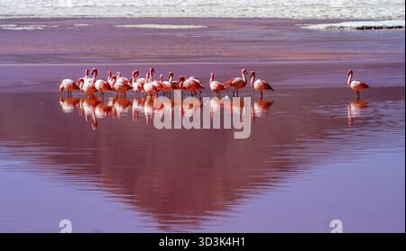 Flamingos waten im roten Wasser des Laguna Colorada in Südbolivien Stockfoto