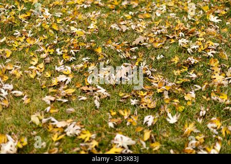 Herbsteichenblätter bedecken den Boden in einem Park. Hochwertige Fotos Stockfoto