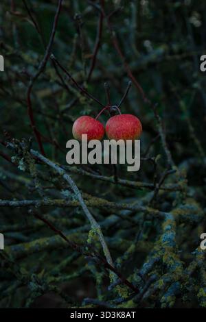 Wilde Äpfel im Herbst Stockfoto