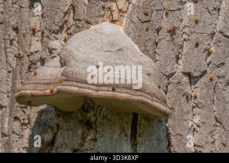 Pilze wachsen auf Rinde von alten Bäumen im grünen Wald. Die Sonne scheint durch die Blätter und schafft eine friedliche Atmosphäre. Invasion asiatischer Marienkäfer. Bas Rhin, Stockfoto