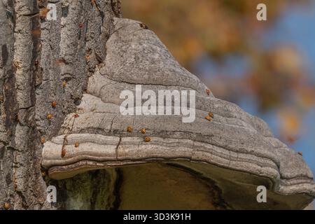 Pilze wachsen auf Rinde von alten Bäumen im grünen Wald. Die Sonne scheint durch die Blätter und schafft eine friedliche Atmosphäre. Invasion asiatischer Marienkäfer. Stockfoto