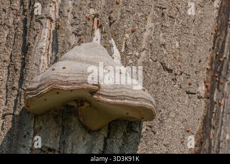 Pilze wachsen auf Rinde von alten Bäumen im grünen Wald. Die Sonne scheint durch die Blätter und schafft eine friedliche Atmosphäre. Invasion asiatischer Marienkäfer. Bas Rhin, Stockfoto